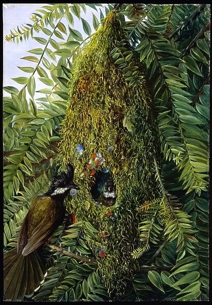 'Nest of the Coachman's Whip Bird, in a Bunya-Bunya, Queensland'. Copyright © RBGKew