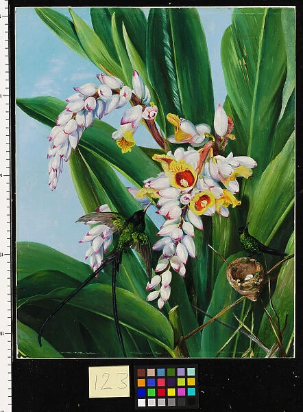 123. Foliage and Flowers of Alpinia nutans, and a pair of Doctor