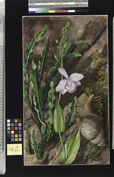 142. Ground Orchid, Carqueja and Giant Snail, Brazil