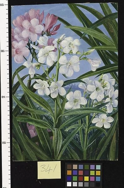 341. The Oleander