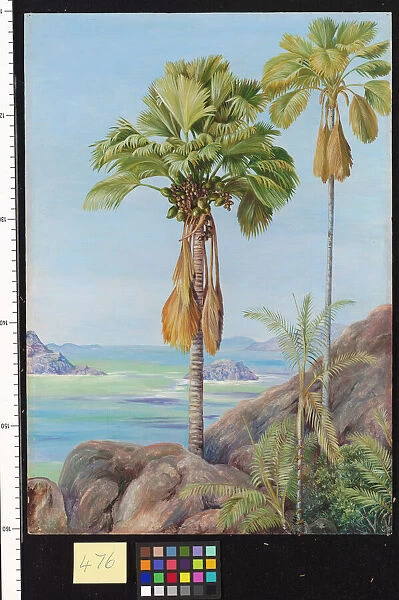 476. Male and Female Trees of the Coco de Mer in Praslin
