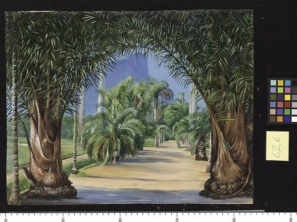 626. Palms in the Botanic Garden at Rio Janeiro