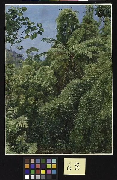 68. Tree Ferns and Climbing Bamboos in Gongo Forest, Brazil