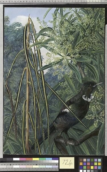 724. Fishbone Tree and the Parson Bird of New Zealand