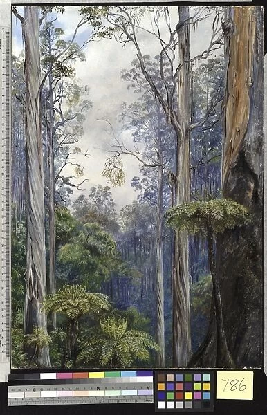 786. Gum Trees and Tree Ferns, Victoria