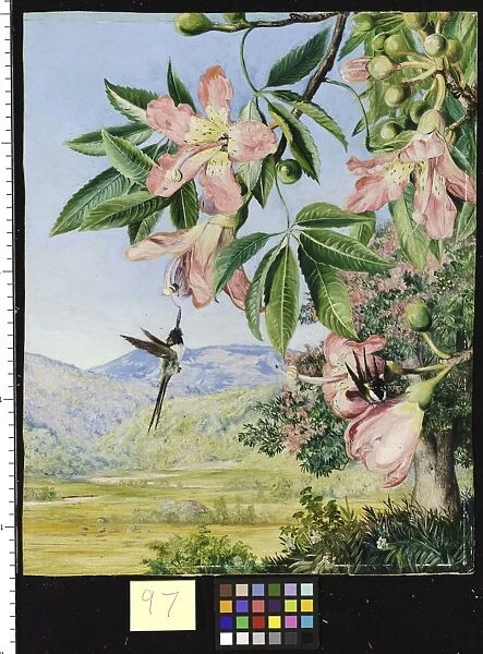 97. Foliage and Flowers of a Coral tree and double-crested Hummi