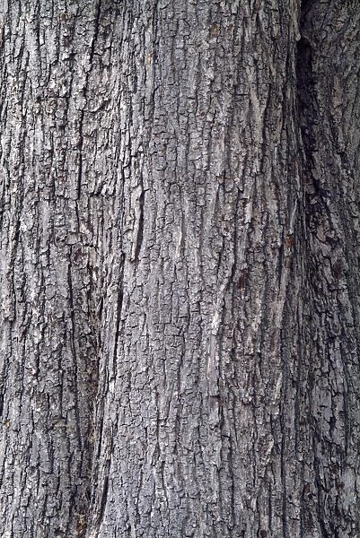 bark. ACERACEAE, Acer, cappadocicum, subsp.sinicum, 191429201WILL, Asia