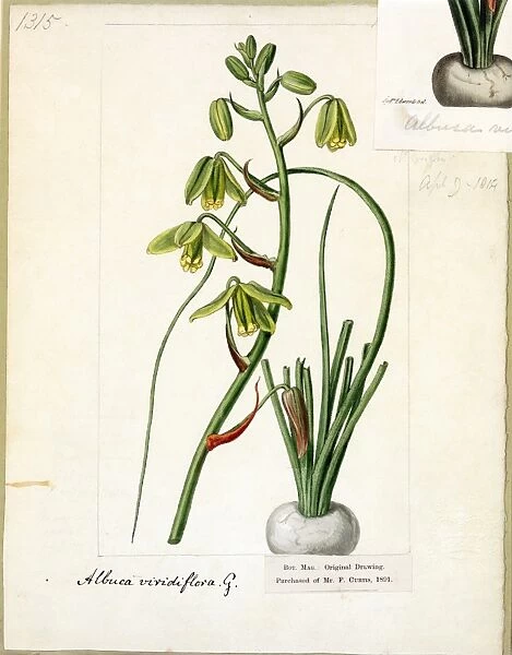 Albuca viridiflora, Jacq. ( Grass-green Albuca )