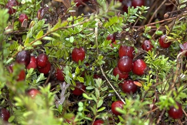 American cranberries, Vaccinium macrocarpon