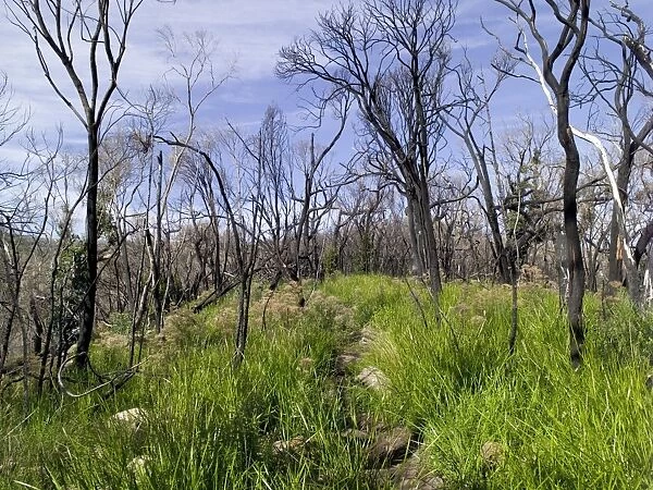 Burned landscape, Tasmania