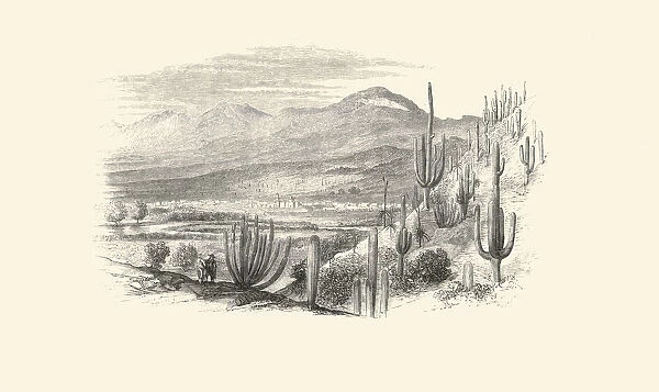 Carnegiea gigantea, 1854