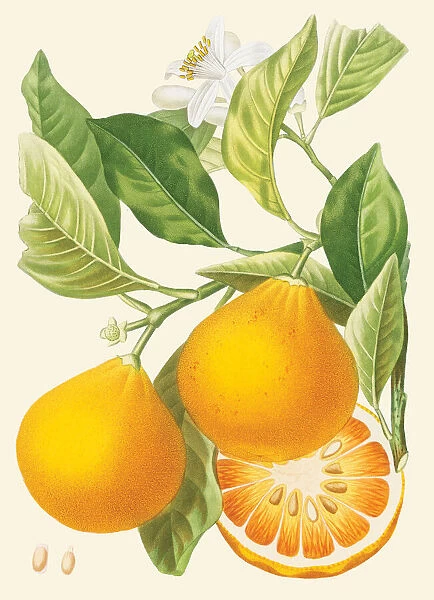 Citrus x aurantium, 1782