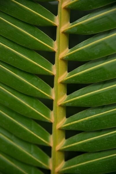 Cocos nucifera leaf