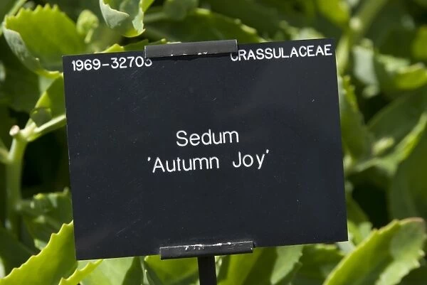 Sedum. CRASSULACEAE, Sedum, autumn joy, 196932703