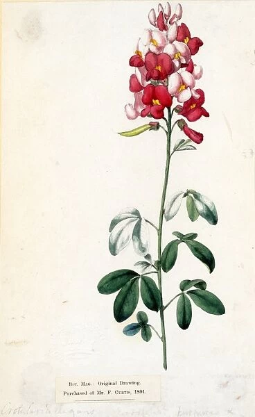 Crotalaria purpurea, Vent. (Crimson-flowered Crotalaria)