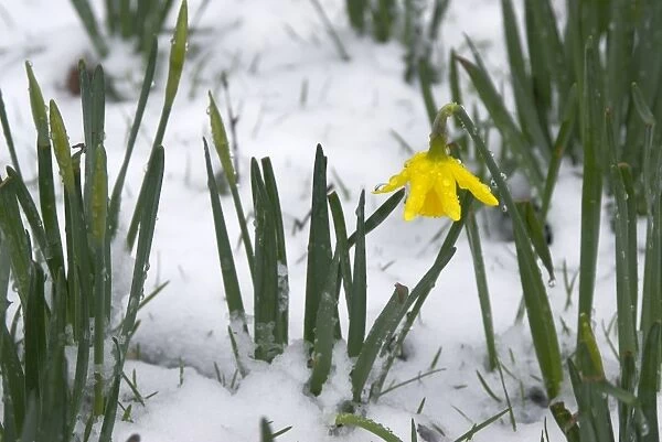 an early daffodil