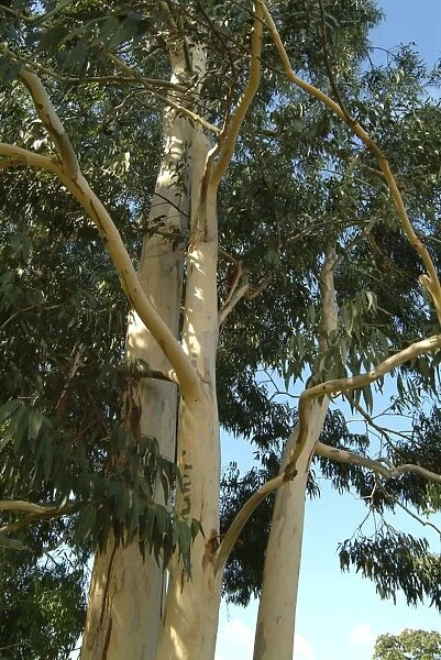 Eucalyptus_aggregata