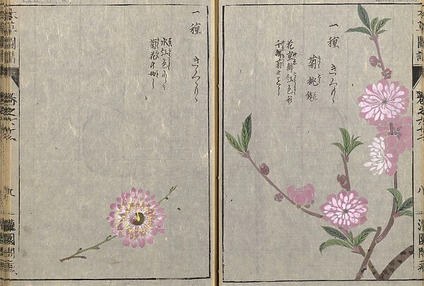 Flowering peach (Prunus persica), woodblock print and manuscript on paper, 1828