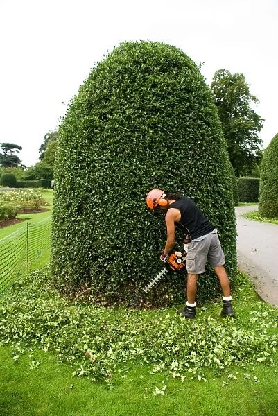 Hedge trimming, RBG Kew