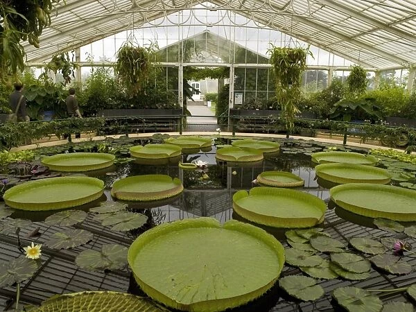 Interior of the Waterlily House