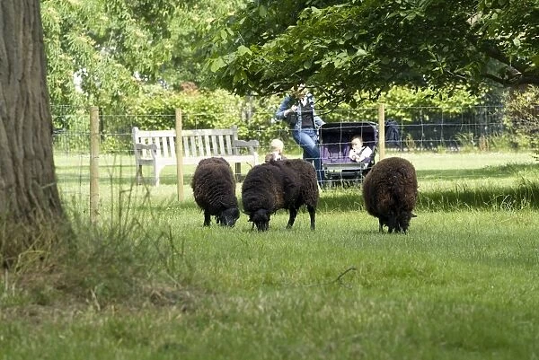 Kew sheep. four legged wooly contributors to the Kew heritage festival