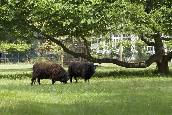 Kew sheep. four legged wooly contributors to the Kew heritage festival