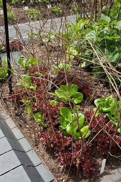 Lettuces in vegetable plot