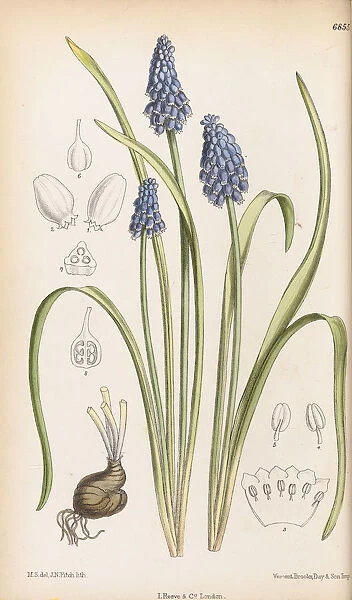 Muscari szovitsianum, 1886