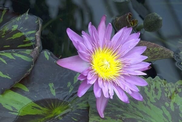 Nymphaea. NYMPHAEACEAE, Nymphaea