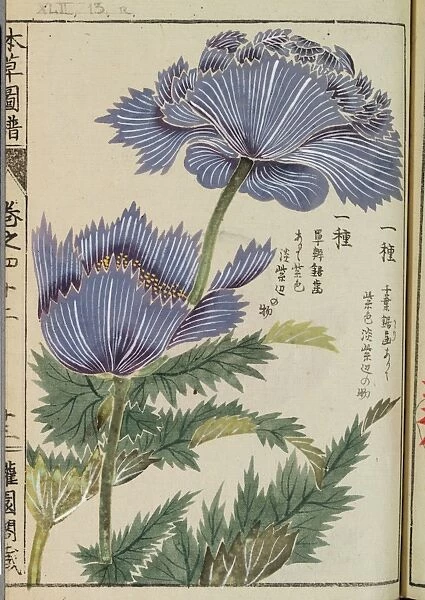 Opium poppy, (Papaver somniferum), woodblock print and manuscript on paper, 1828