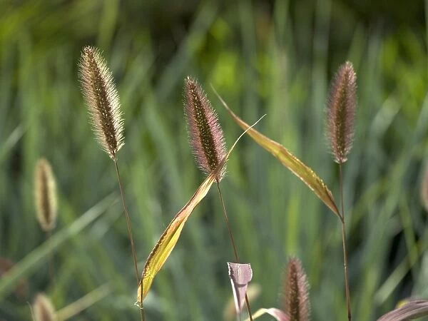 ornmental grasses
