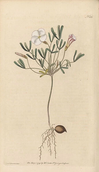 Oxalis versicolor, 1791