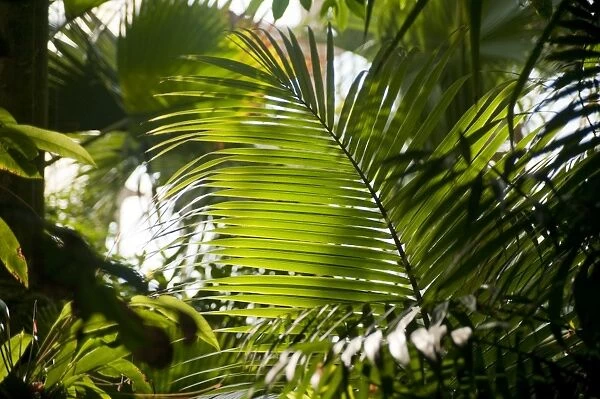 Palm House Interior at Kew
