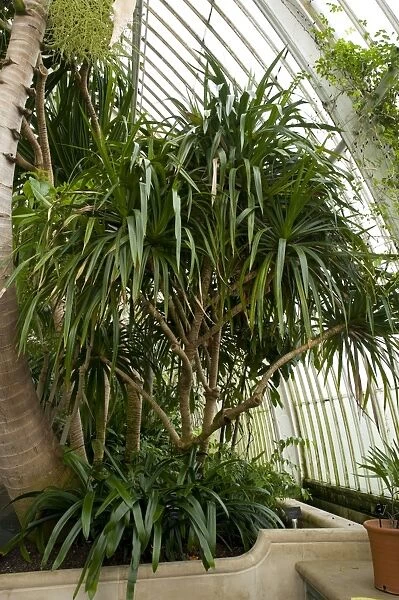 Pandanus microcarpus