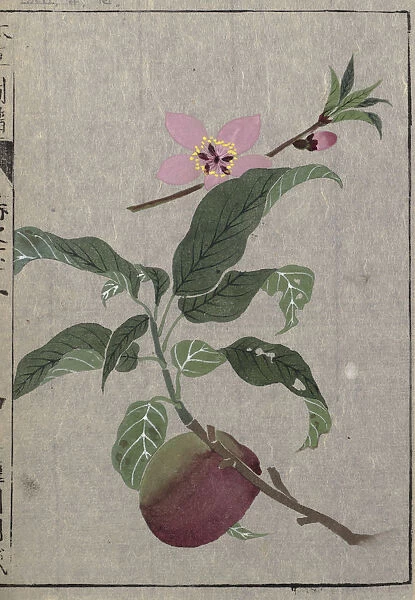 Peach (Prunus persica), woodblock print and manuscript on paper, 1828