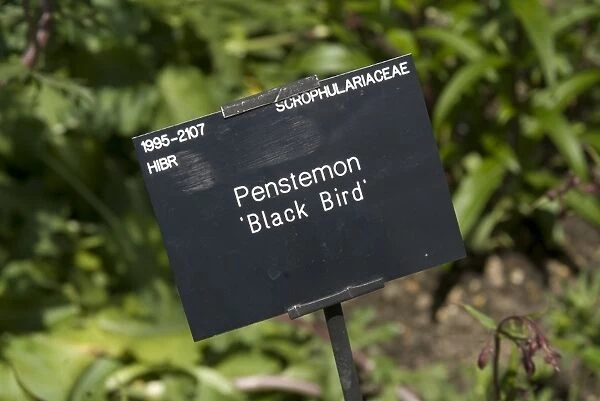Penstemon. SCROPHULARIACEAE, Penstemon, black bird, 19952107HIBR