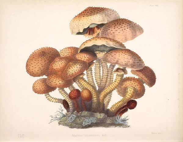 Pholiota squarrosa, 1847-1855