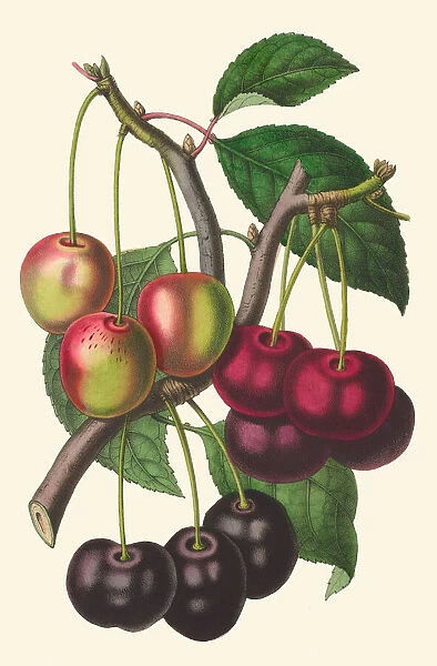 Prunus avium, 1853