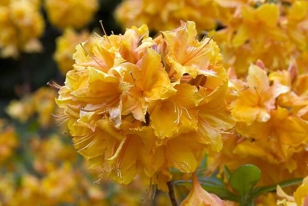 Rhododendron unique