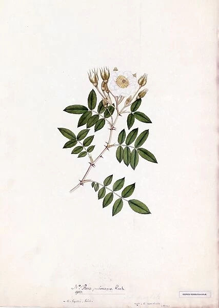 Rosa pubescens, R