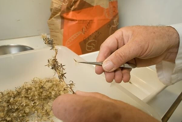 Seed sorting and cleaning