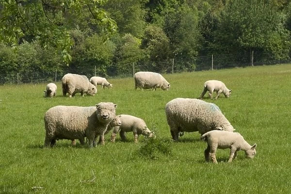 Sheep at Wakehurst Place
