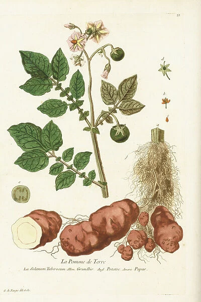 Solanum tuberosum, potato