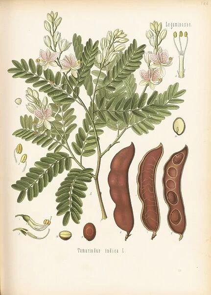 Tamarindus indica, 1887
