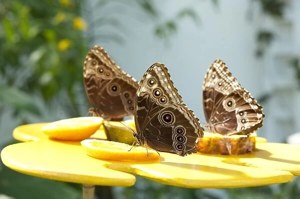 Tropical butterflies at Kew