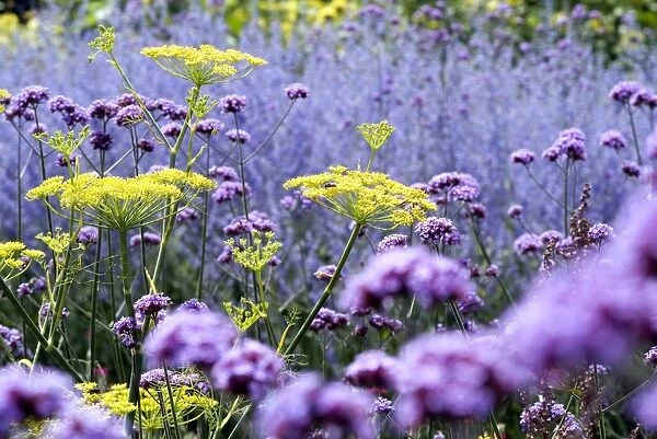 verbena and fennel