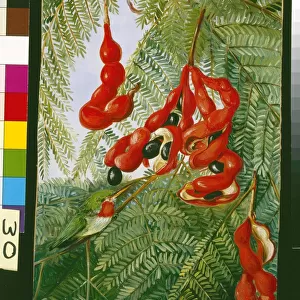 30. The Wild Tamarind of Jamaica with scarlet Pod and Barbet