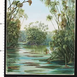 361. Papyrus or Paper Reed growing in the Ciane, Sicily