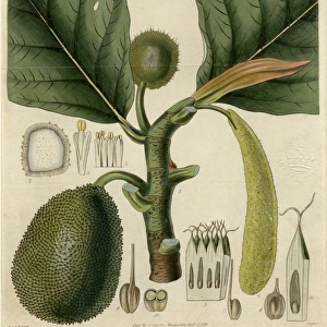 Artocarpus altilis, 1828