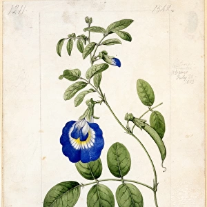 Botanical Art Rights Managed Collection: Curtis's Botanical Magazine